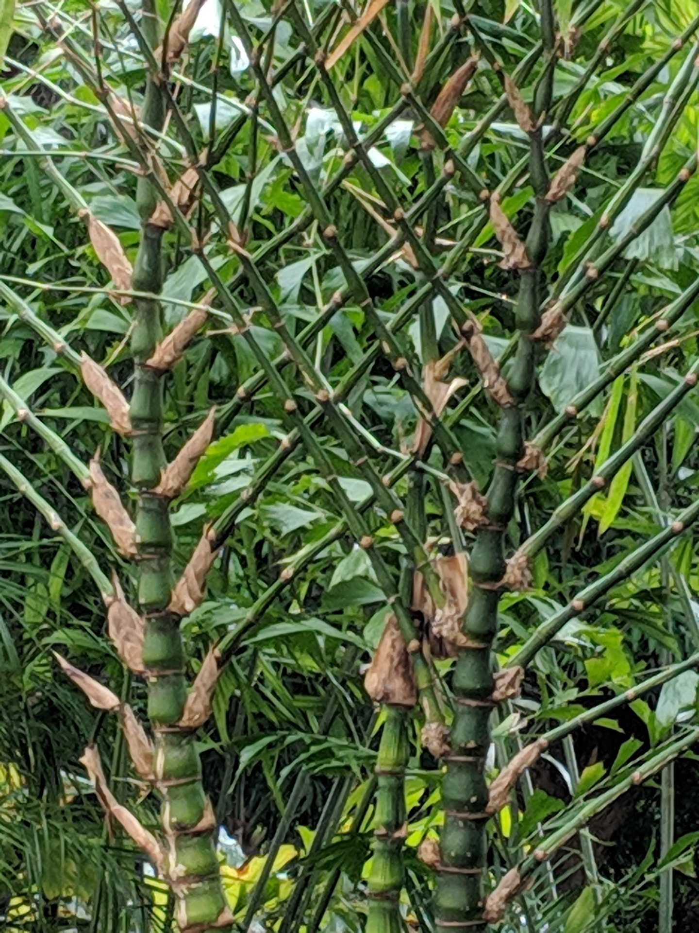 Close view of clustered green palm stems and leaf bases in dense tropical foliage