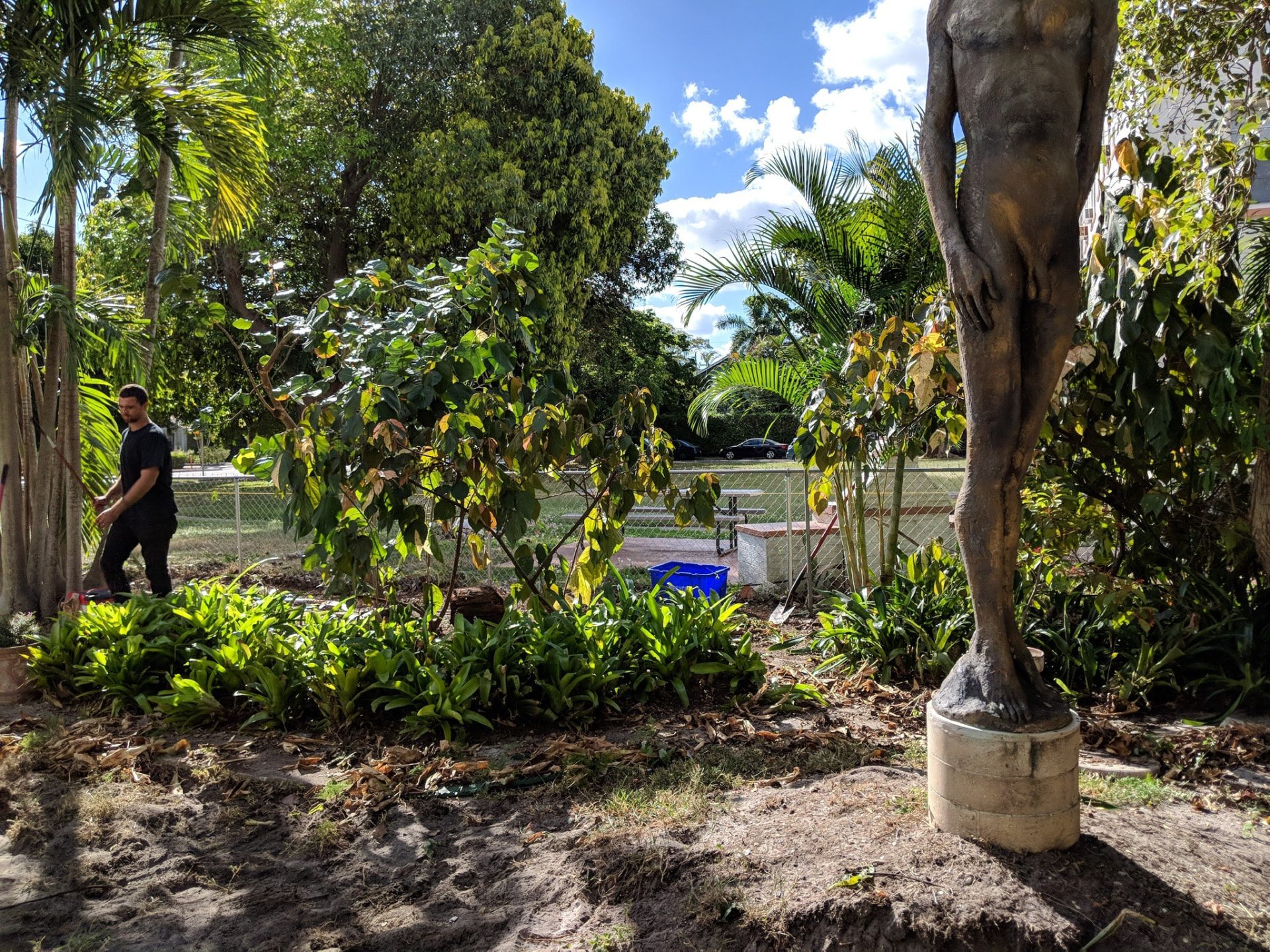 Landscape renovation in progress around mature trees, tropical plants and exposed soil