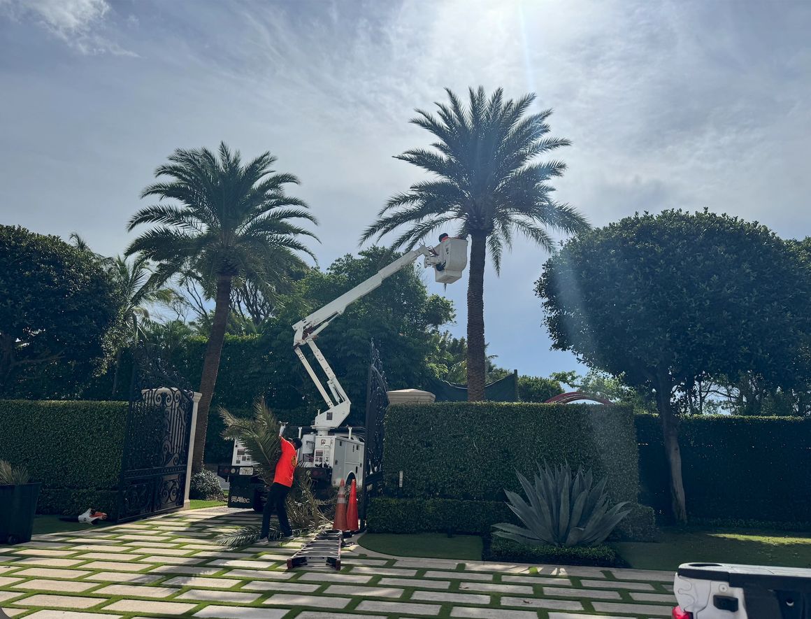 Arbor Tree and Landscape crew trimming a tall date palm from a bucket truck at a West Palm Beach property