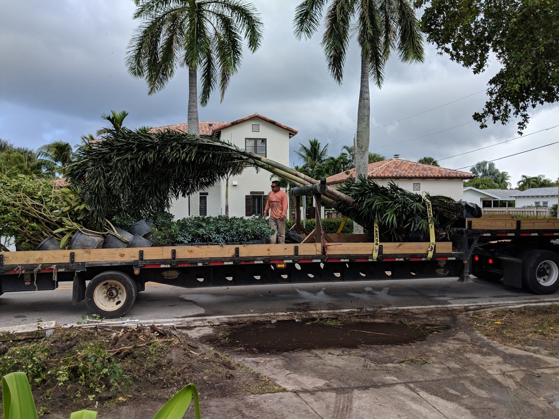 Large palms secured on a flatbed truck for delivery and installation at a residential property