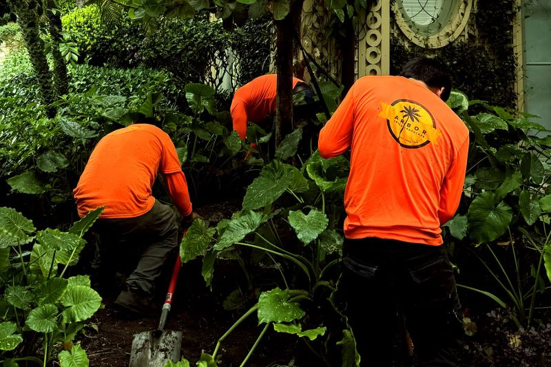 Arbor Tree and Landscape crew in orange shirts planting by hand in a shaded Palm Beach garden bed