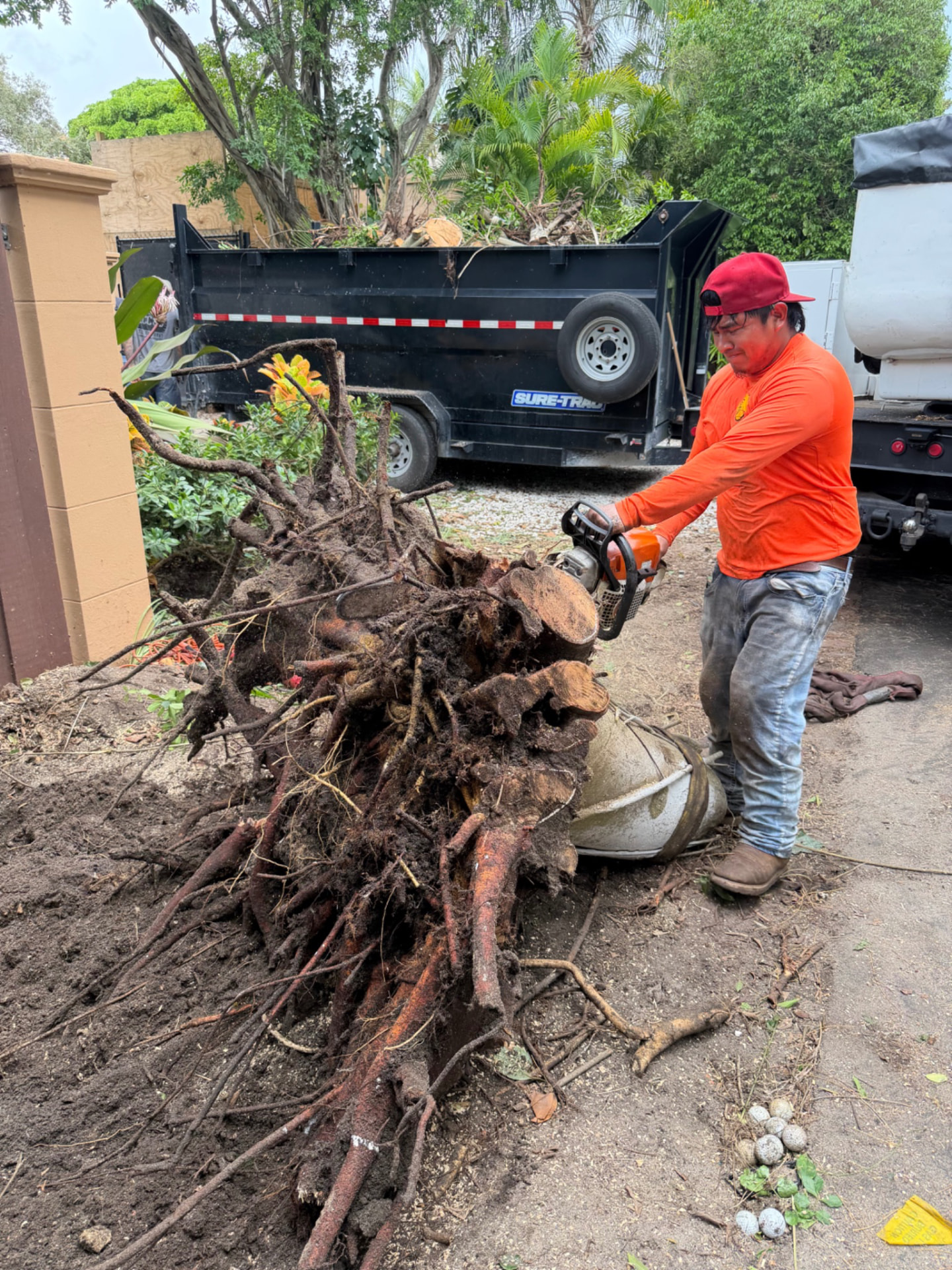 Arbor crew member cutting an uprooted root mass beside a debris trailer