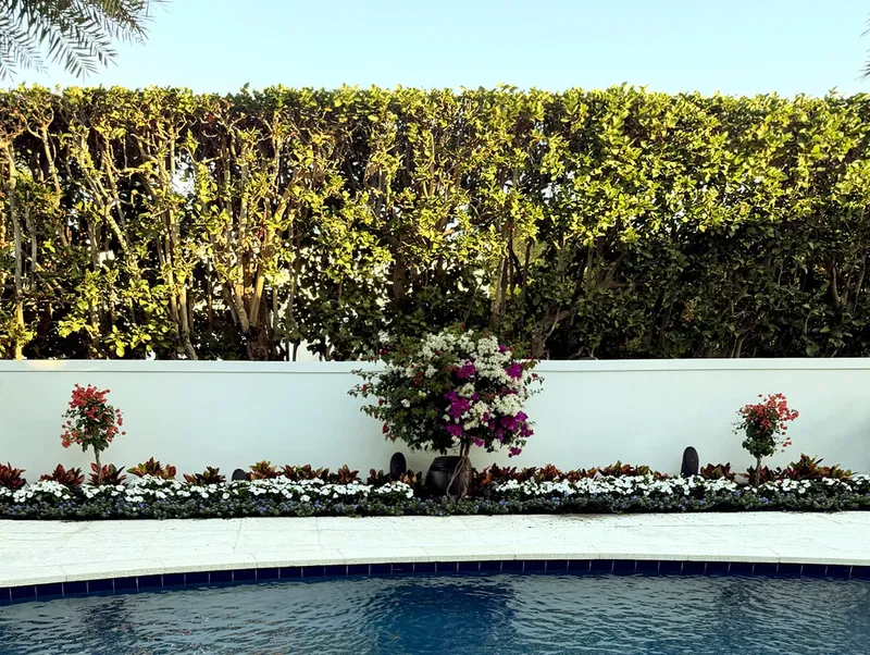 Dense privacy hedge and landscaped pool area by Arbor Tree and Landscape