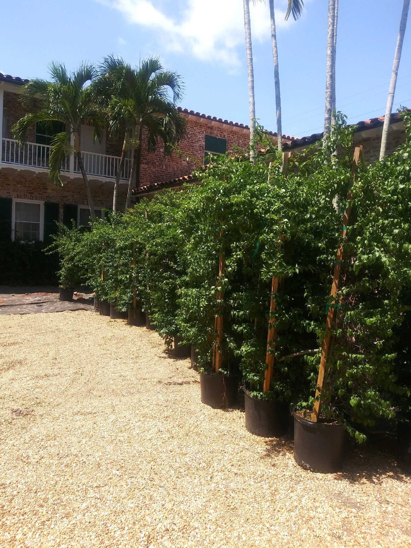 Tall container-grown hedge plants lined up for installation beside a residence
