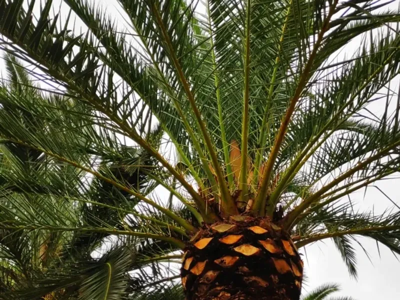 Palm tree canopy after professional pruning by Arbor Tree and Landscape