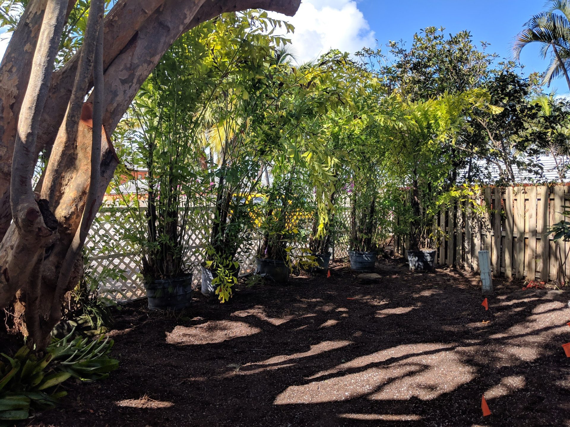 Container-grown screening plants positioned along a fence during a privacy landscape installation