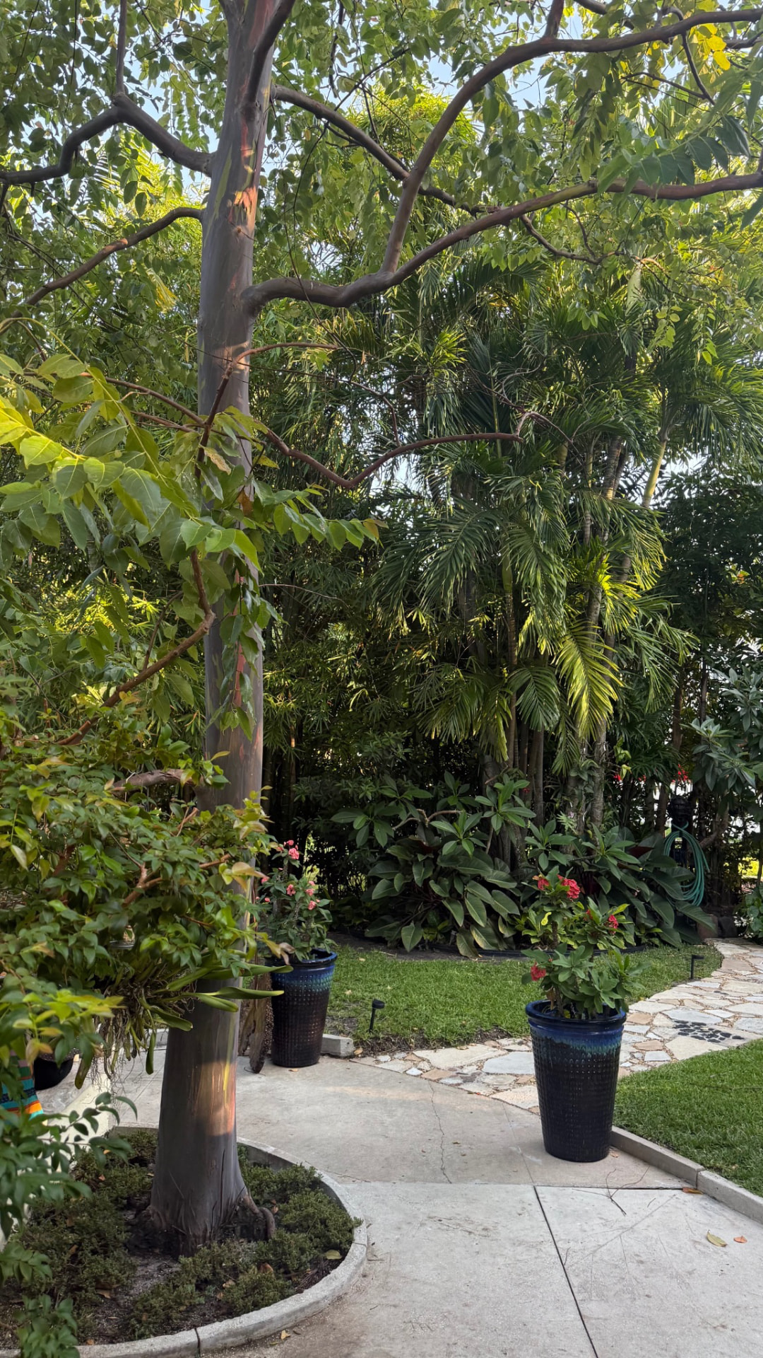 Tropical planting around a mature tree with palms, flowering pots and adjoining walkways