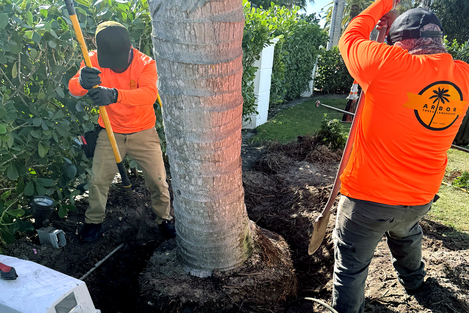 Arbor Tree and Landscape crew performing tree care work on a mature tree