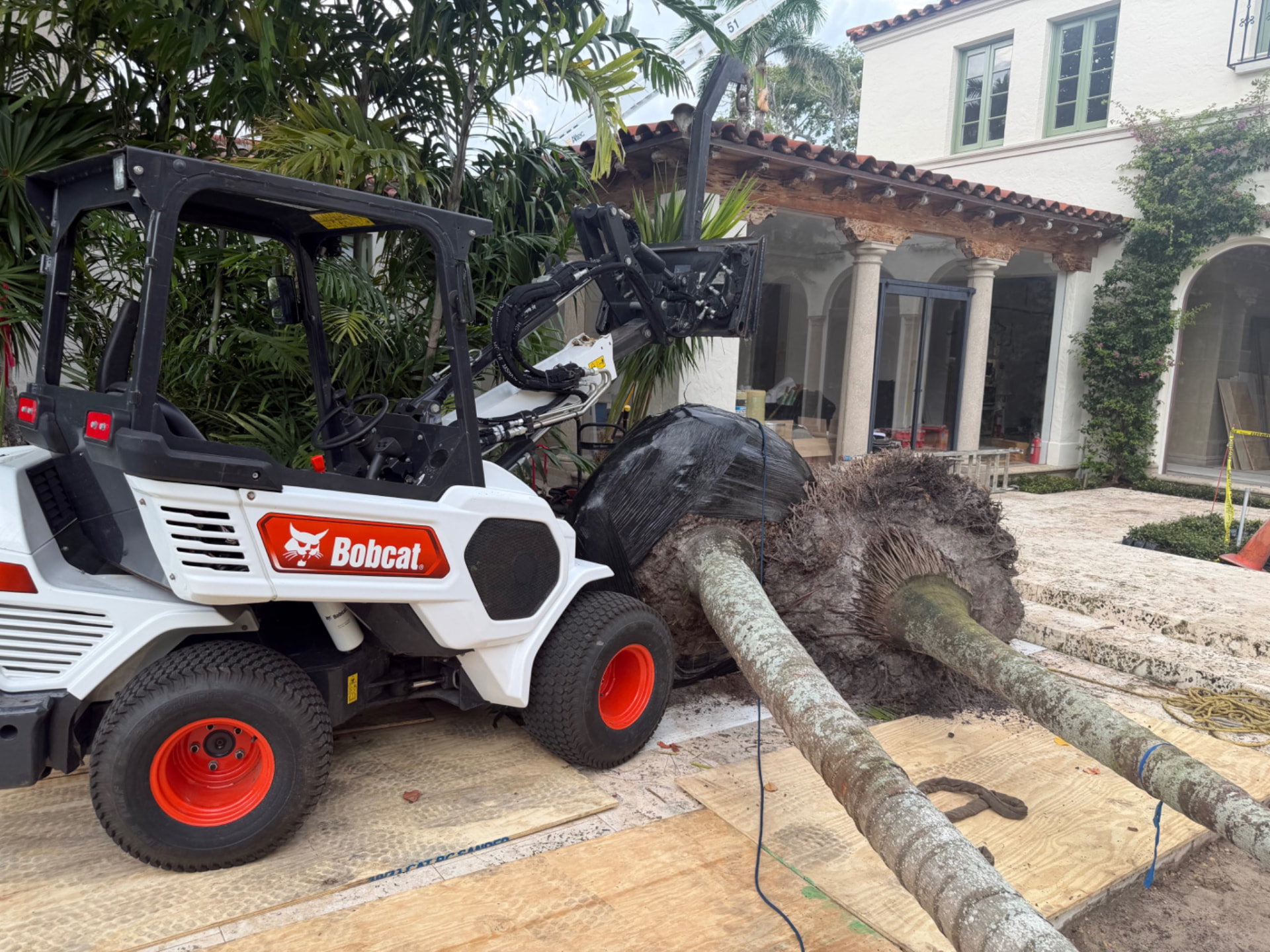 Large trees being handled with equipment during tree relocation work