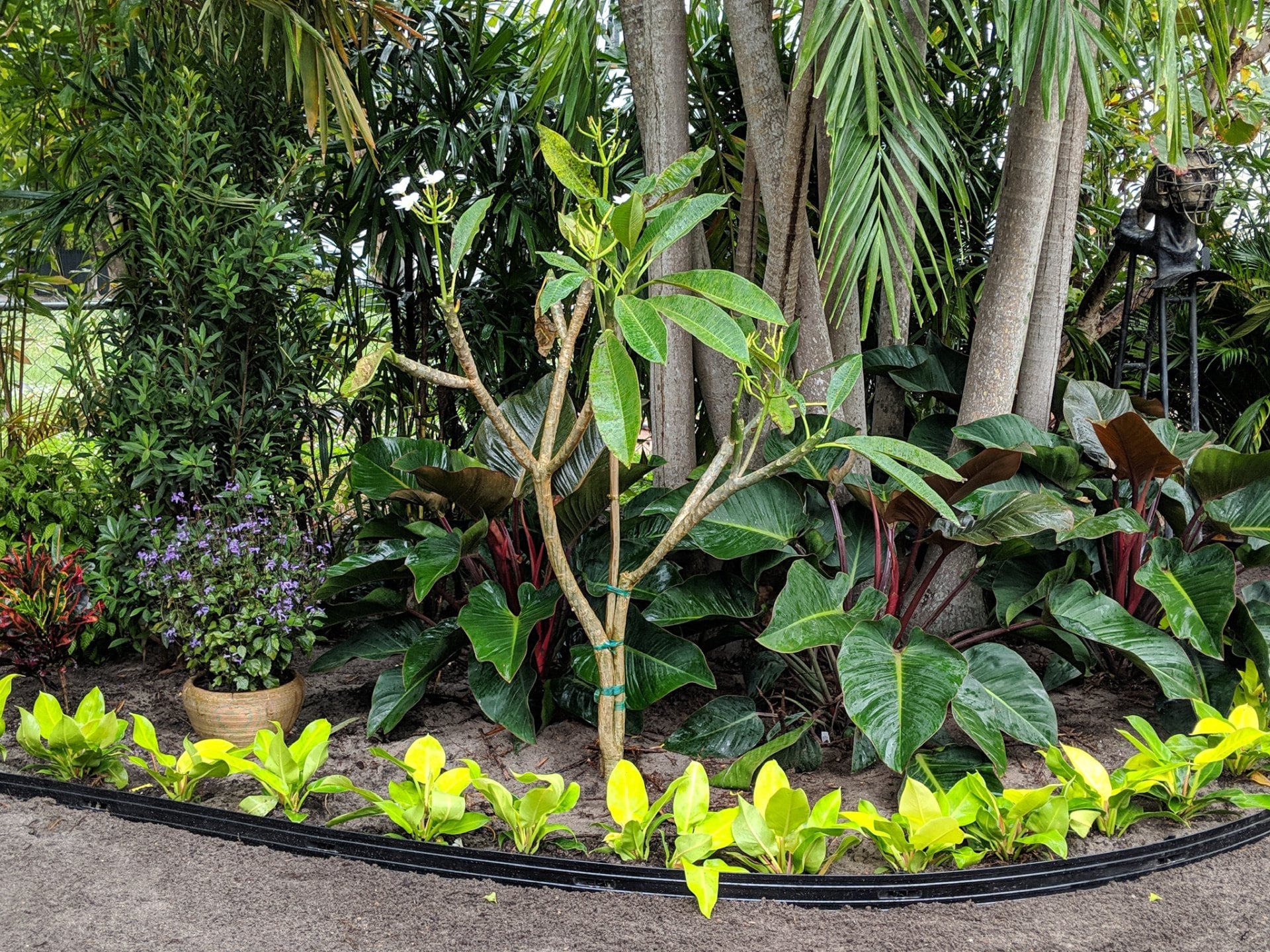 Layered tropical planting bed with plumeria, philodendrons and bright groundcover