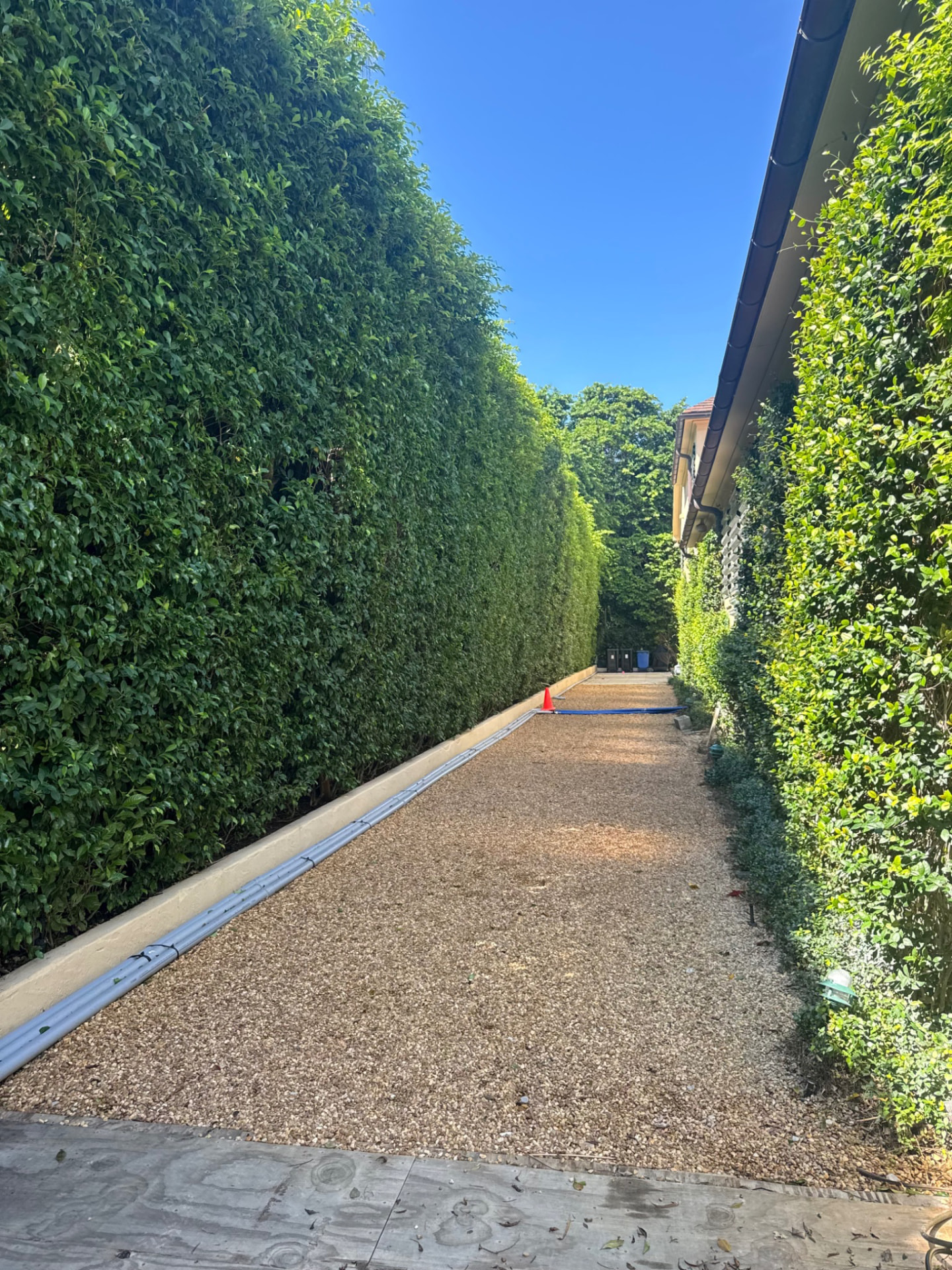 Tall maintained privacy hedge