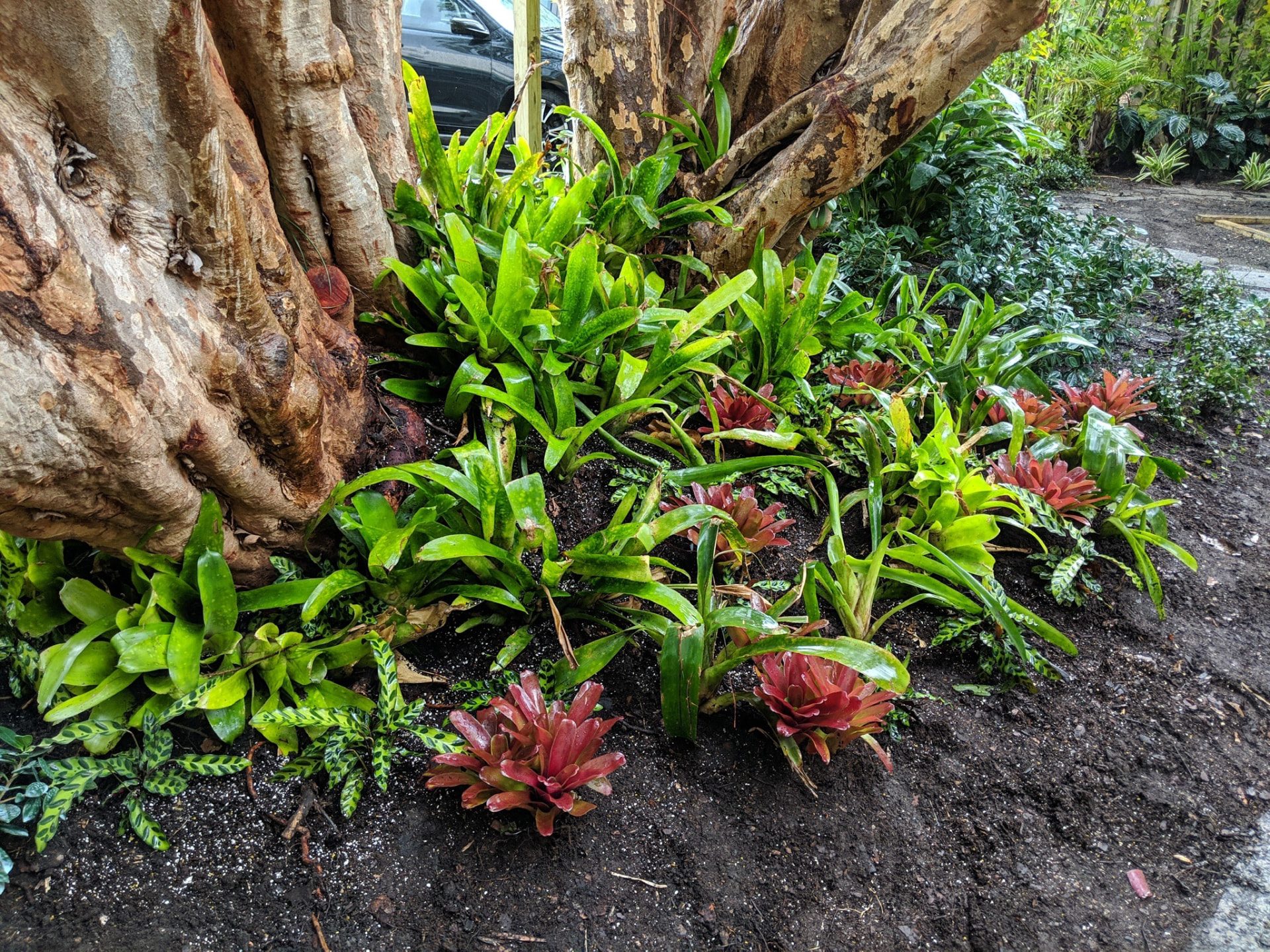 Bromeliads and small tropical plants arranged around the base of a mature multi-trunk tree