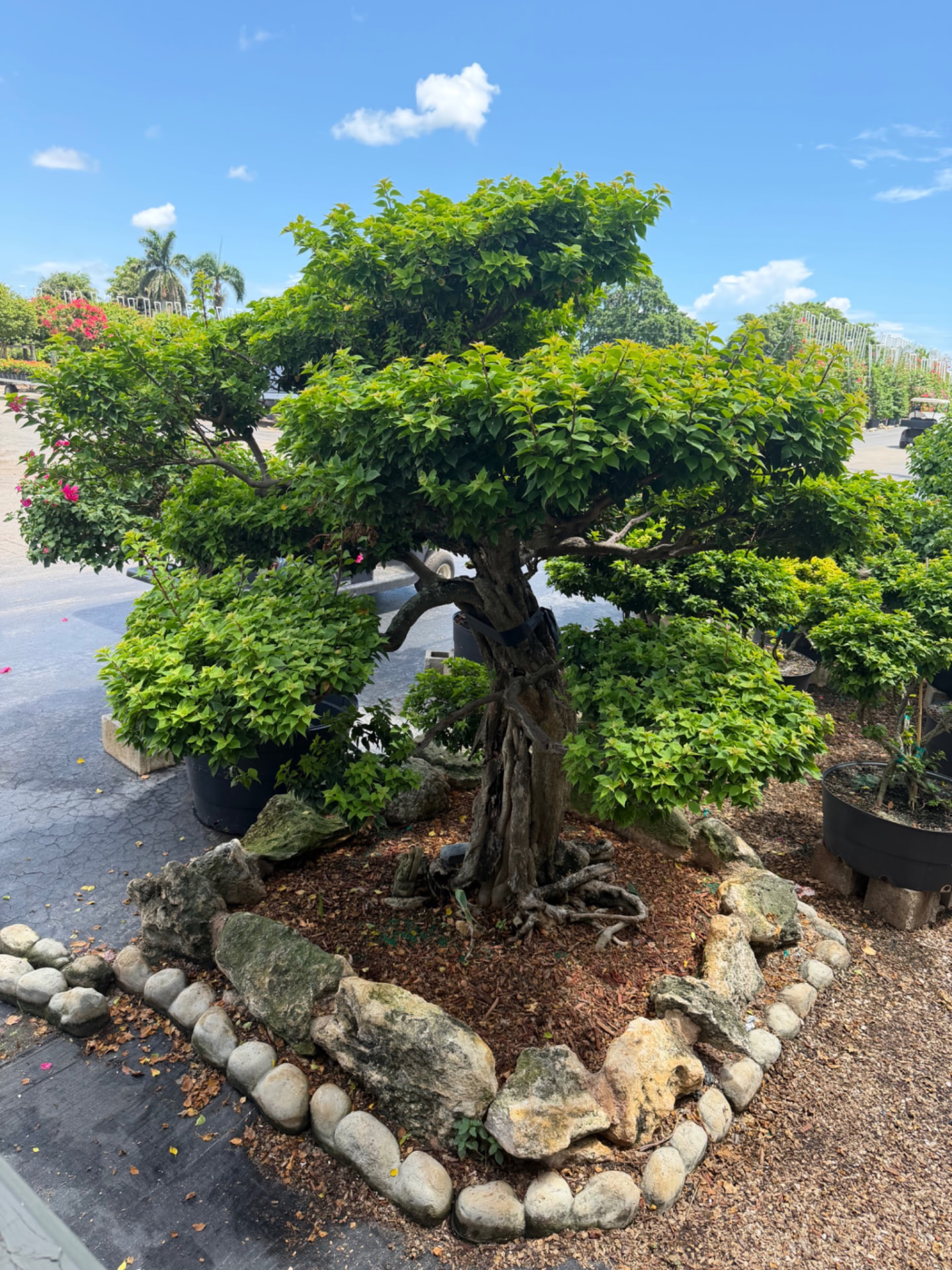 Professionally shaped ornamental tree