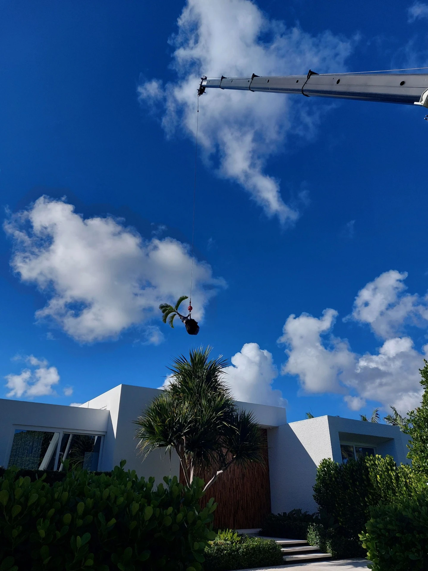 Palm tree with its root ball lifted by crane over a Palm Beach home during installation