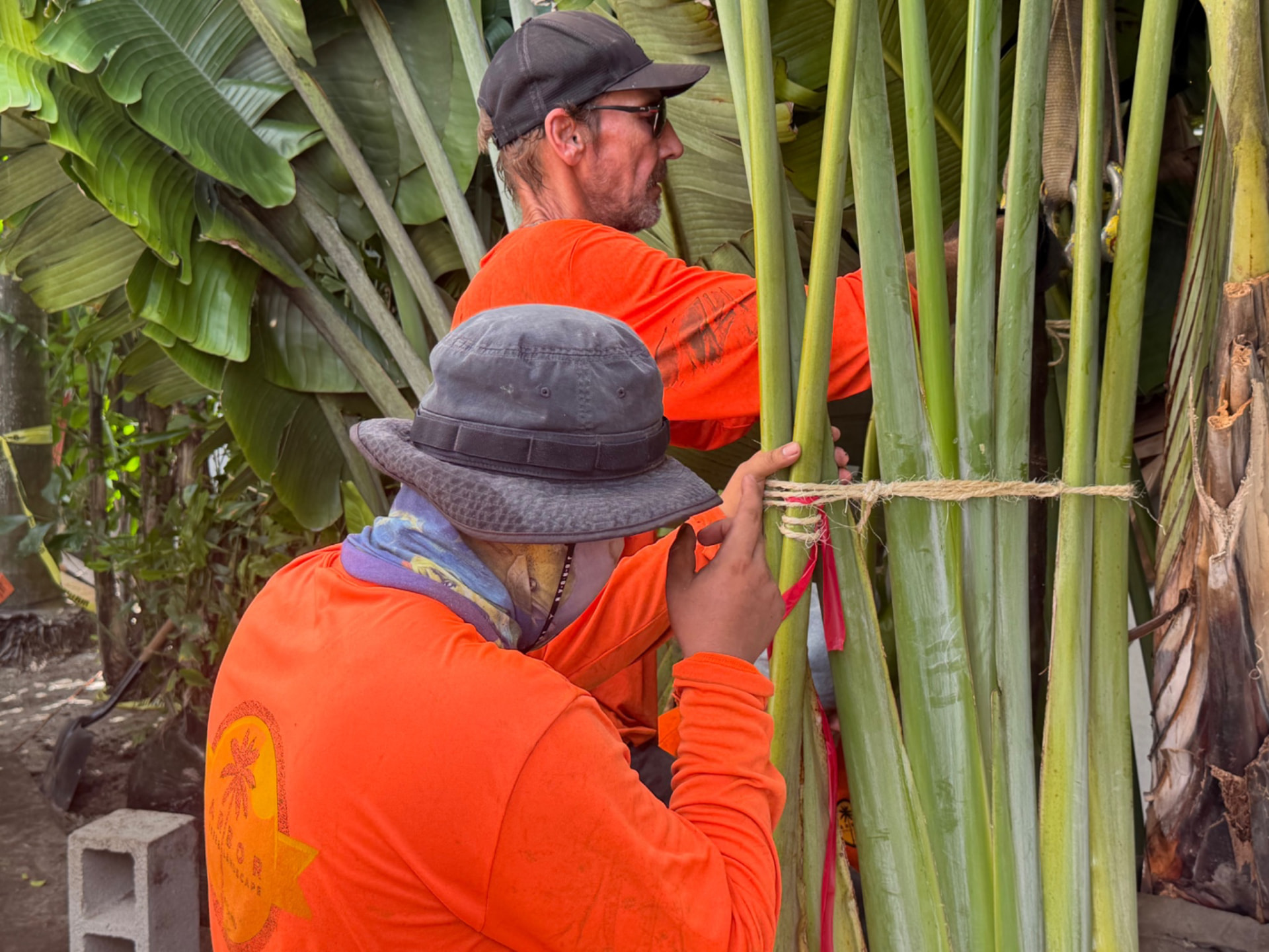 Arbor Tree and Landscape crew preparing a large tropical plant for relocation