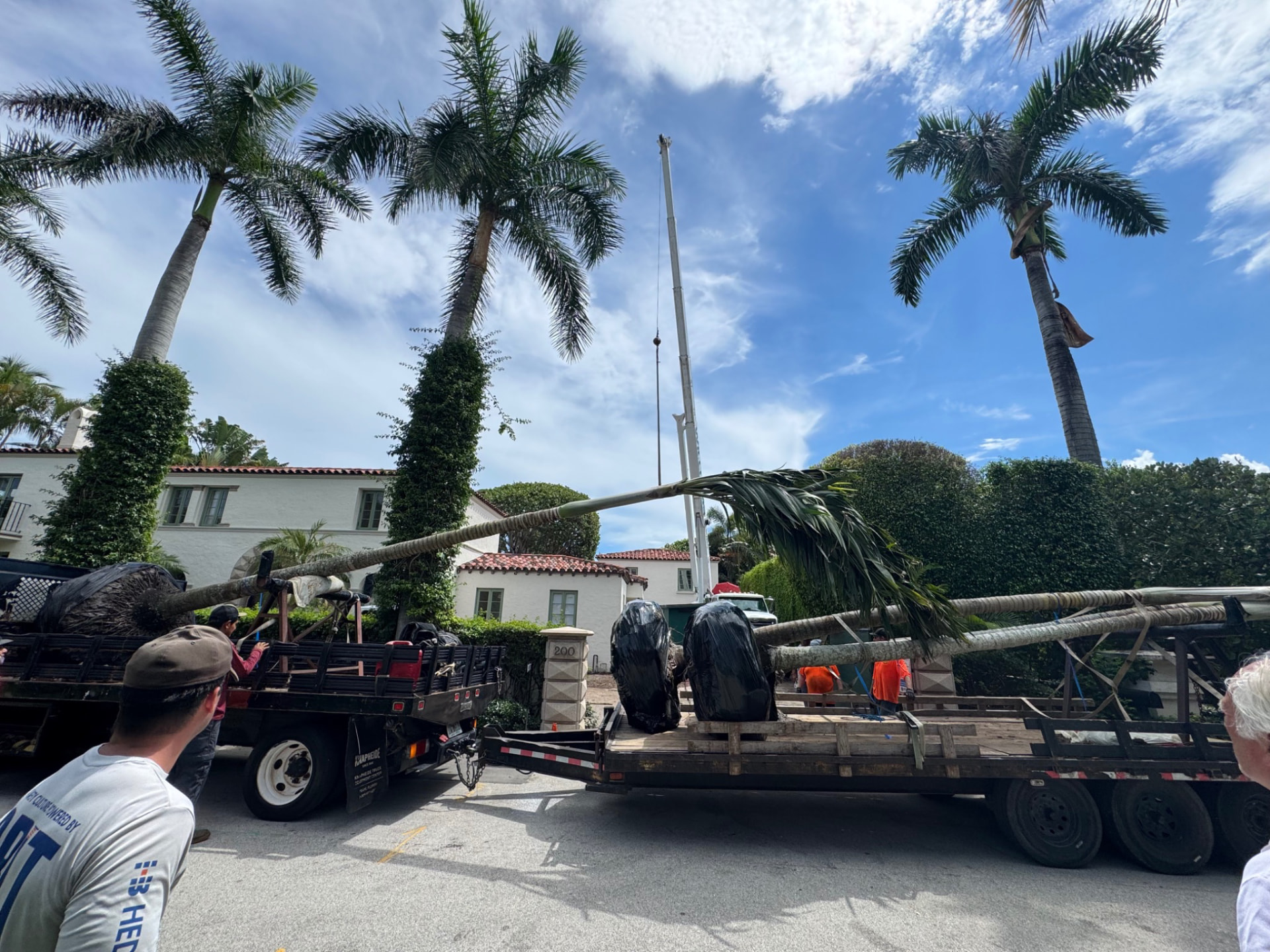 Large palms and equipment during tree relocation work
