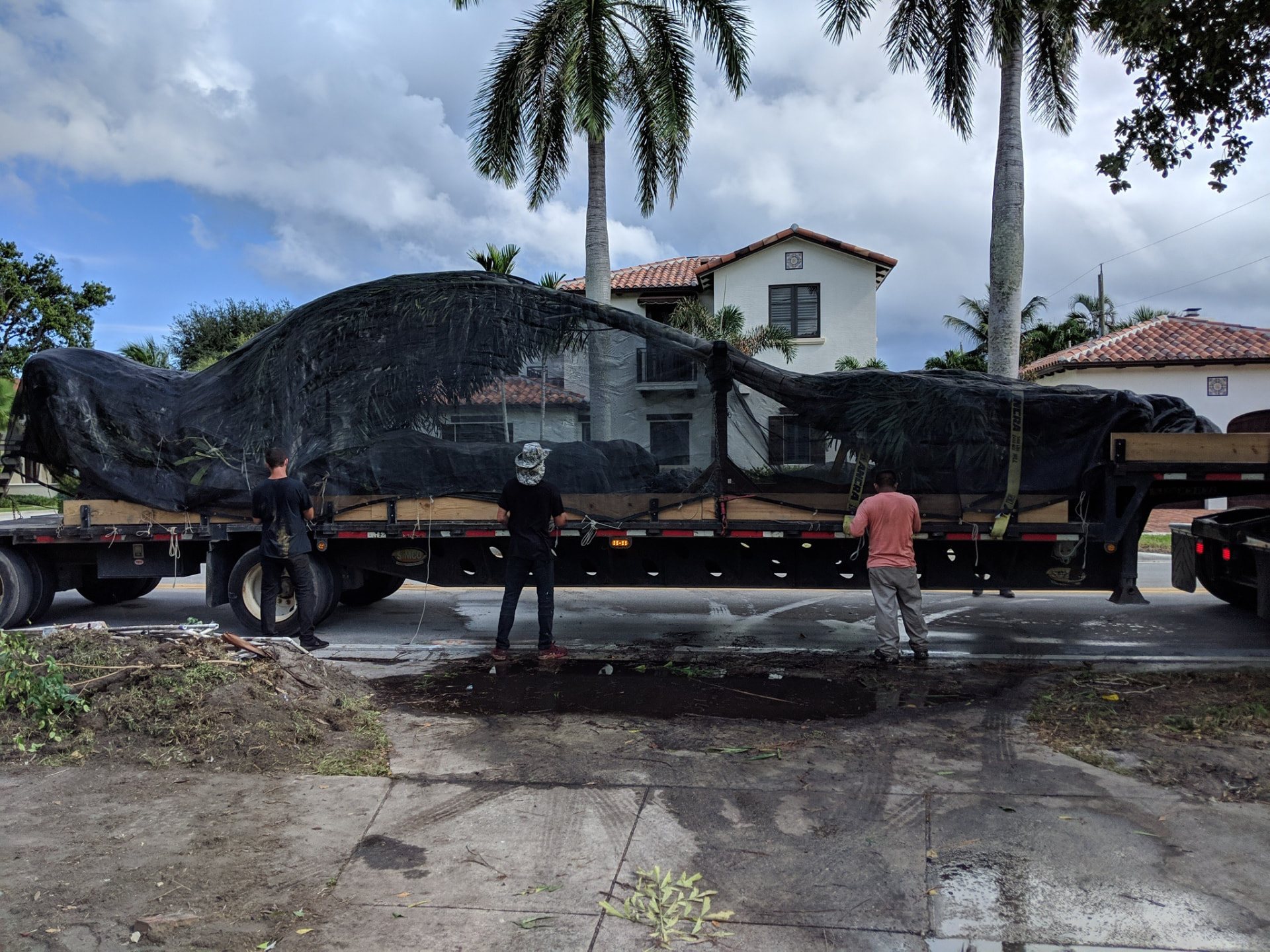Large wrapped palm secured to a flatbed trailer with three crew members beside it