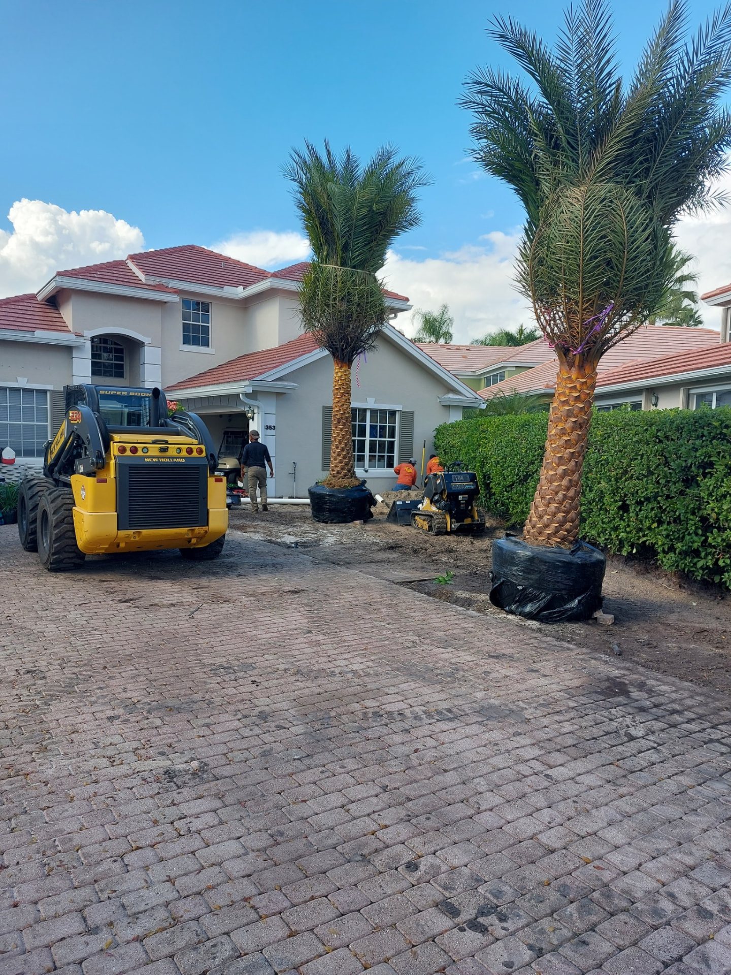 Two date palms and compact loaders positioned on a driveway during installation